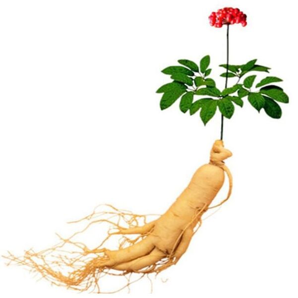 Root ginseng στο xtrazex (1)
