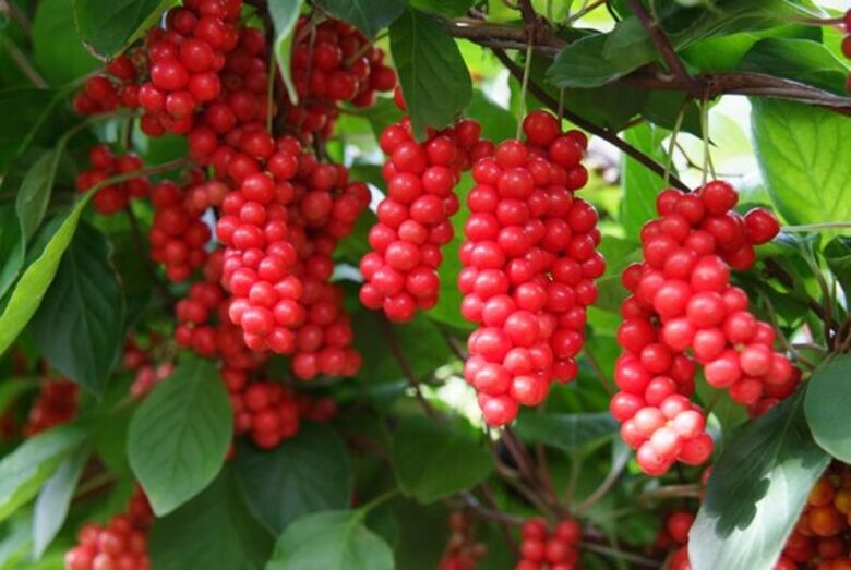 Schisandra για αύξηση της ισχύος